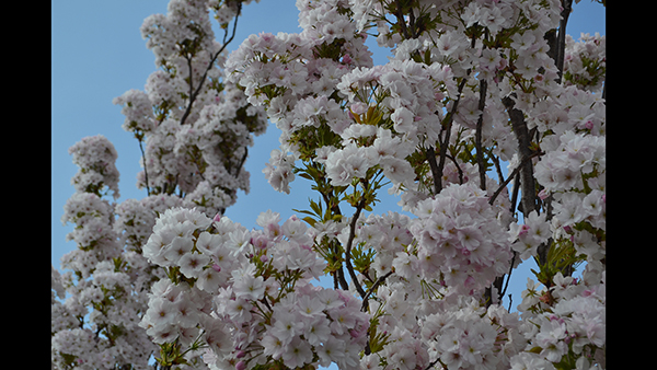 photo of flowers