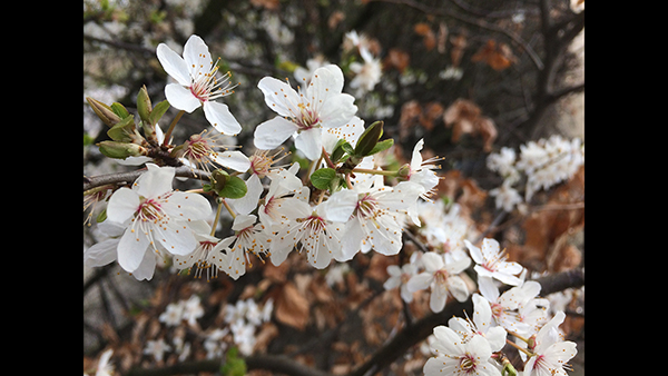 photo of flowers